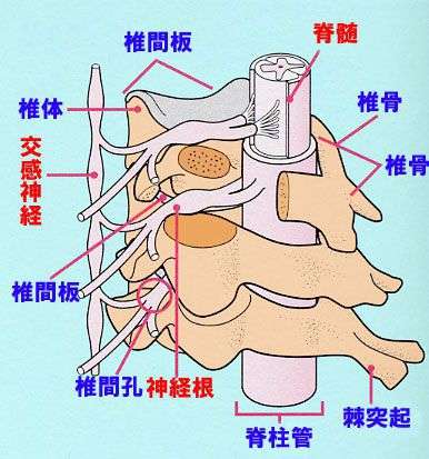 背骨の中